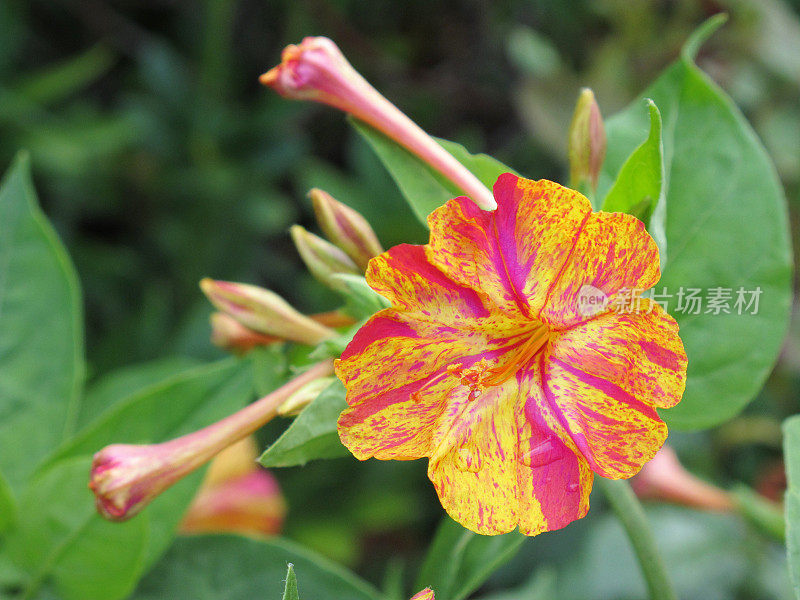 紫茉莉(Mirabilis jalapa)四点钟花或奇迹的秘鲁